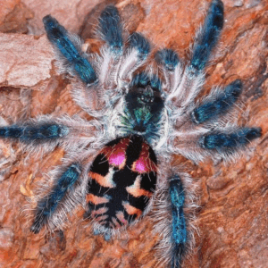 Brazilian Jewel Tarantula