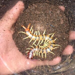 Tiger Centipede