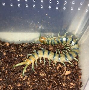 Tiger Centipede