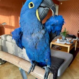 Hyacinth Macaw
